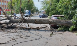 Очередное сухое дерево рухнуло в Астрахани