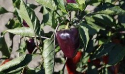 Фиолетовые перцы: в Астраханской области продолжают выращивать необычные овощи