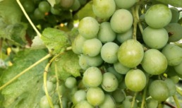виноград виноделие вино