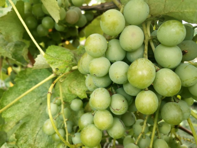 виноград виноделие вино