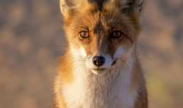На бархане «Большой брат» в Астраханской области поселились лисы