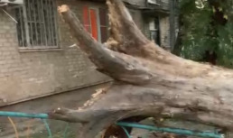В Астрахани дерево упало на электрические провода