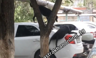 В Астрахани собаки устроили игры на автомобиле