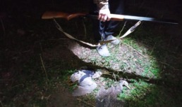 Астраханский охотник незаконно добыл две особи ночной цапли