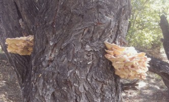В Астраханской области обнаружили необычные грибы