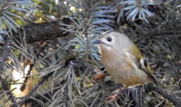 В центре Курска обнаружили самую маленькую птицу России