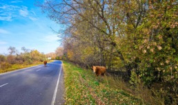 В Харабалинском районе Астраханской области коровы трижды за месяц стали виновниками ДТП