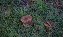 грибы газон