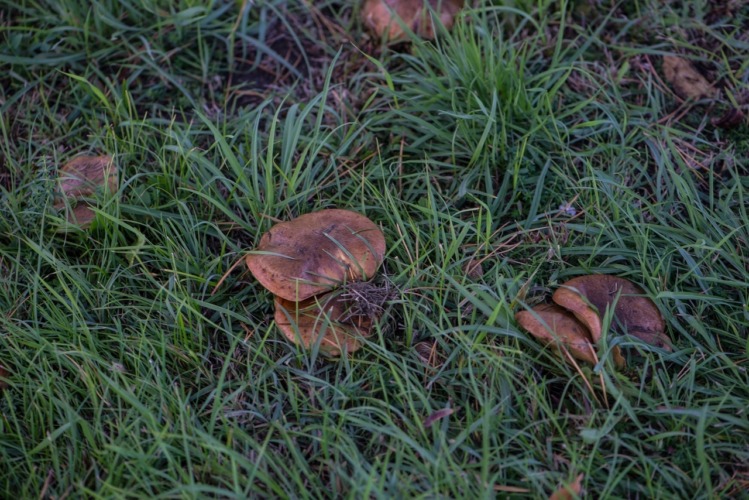 грибы газон