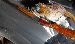 В Астраханской области мужчина незаконно подстрелил самца фазана