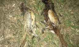 В Астраханской области иностранец незаконно поохотился на фазанов