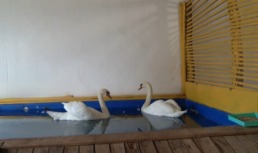 Астраханские лебеди отправились на зимовку в теплицу