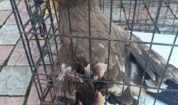 В Красноярском районе Астраханской области спасли степного орла с переломом крыла