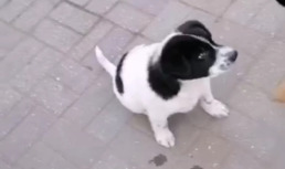 В Астрахани подростки жестоко избили щенка