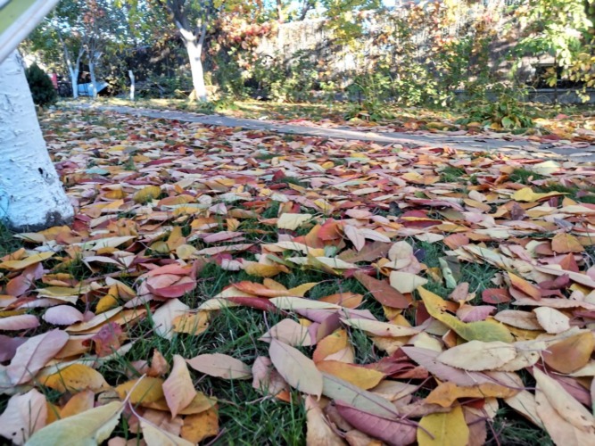 осень листья ноябрь октябрь