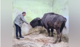 Американский бизон будет жить в Астраханской области