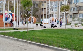 собаки парк