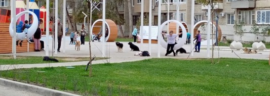 собаки парк