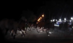 В Астрахани автомобиль чуть не врезался в табун лошадей на дороге