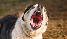 Администрация Енотаевского района выплатила компенсацию астраханке за укус собаки
