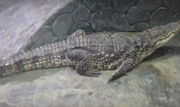 крокодил Гена