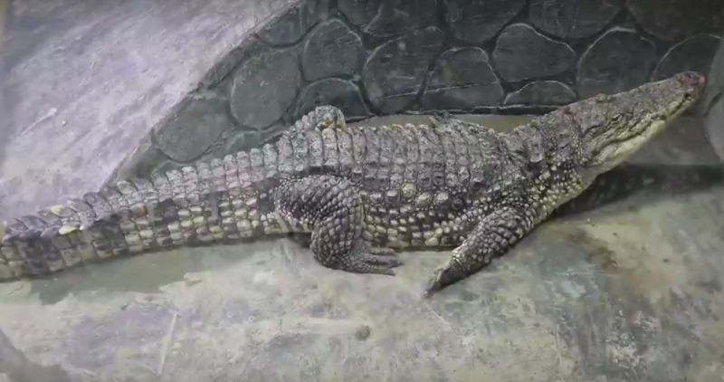 крокодил Гена