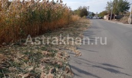 Астраханка рассказала о том, как администрация борется с растительностью в городе