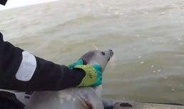 Астраханские пограничники спасли еще одного каспийского тюленя