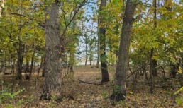 В Астраханской области продолжат восстанавливать лес