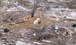 Астраханская пенсионерка пыталась поджечь нору с щенками