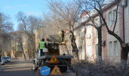 В 2024 году на 18 улицах Астрахани специалисты проведут опиловку деревьев