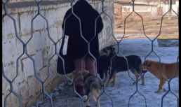 В новом астраханском парке собаки покусали ребенка