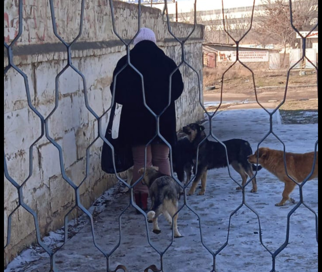 В новом астраханском парке собаки покусали ребенка