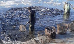 В Астраханской области активно развивается прудовое рыбоводство