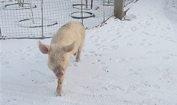 свинья гуляла по улицам