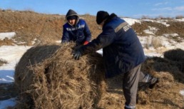 Сотрудники солепромысла в Астраханской области спасли диких сайгаков