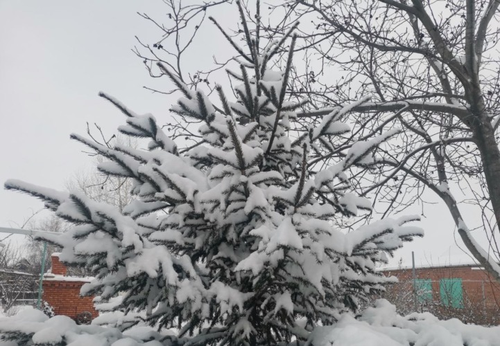 погода зима снег елка