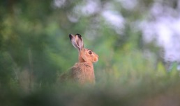 В Астраханской области завершается сезон охоты на зайца