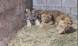 Конфискованных тигров и львов передали астраханскому Росприроднадзору