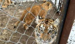 В Астраханской области конфискуют контрабандных тигрят и львов, изъятых у мужчины