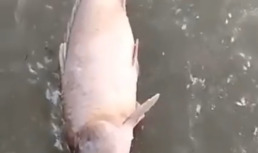 Астраханцы обнаружили очередной замор рыбы