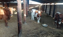 Астраханца могут лишить свободы на 6 лет за кражу двух коров