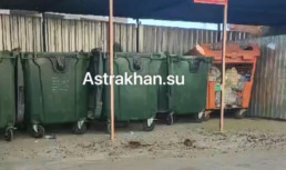 В Астрахани мыши атаковали мусорный бак