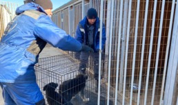 С начала года в Астрахани отловили более тысячи бездомных собак