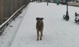 собака снег