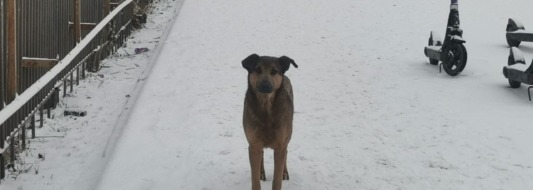 собака снег