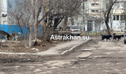 Астраханцы рассказали об огромных ямах на Набережной Приволжского затона