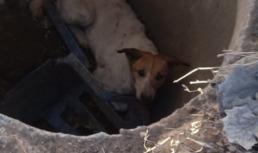 Астраханские спасатели достали собаку, провалившуюся в люк