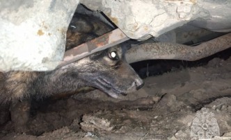В Астраханской области сотрудник МЧС спас бездомную собаку