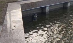 В Астрахани бездомная собака упала в Лебединое озеро